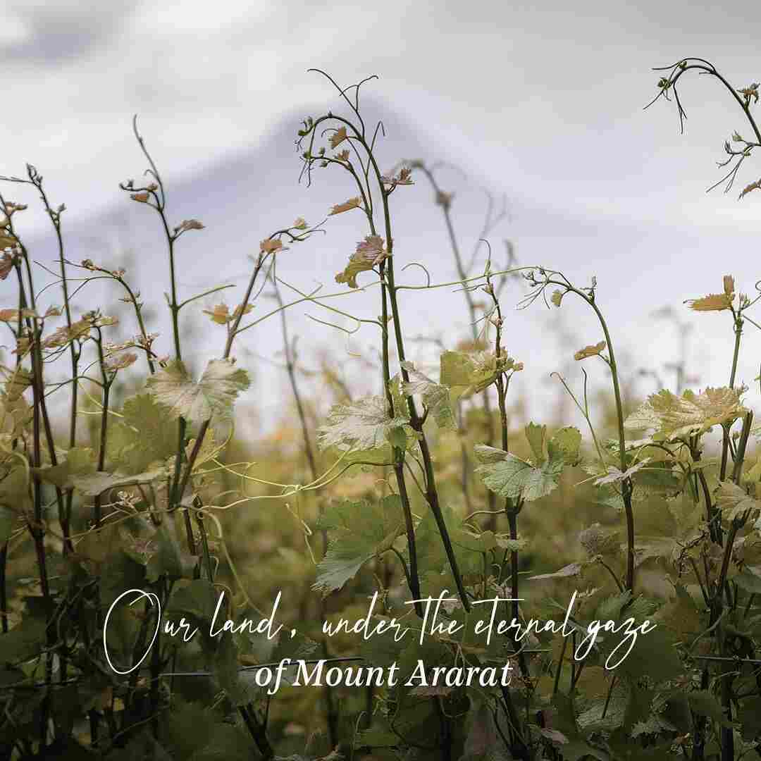 Ararat Valley Wines